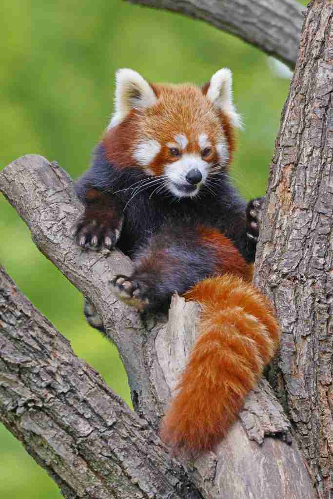 facts about red pandas