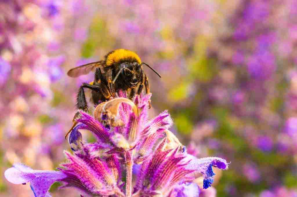 A bumble bee covered in pollen