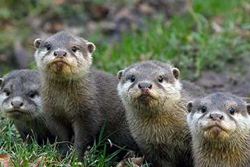 where do otters live in asia?