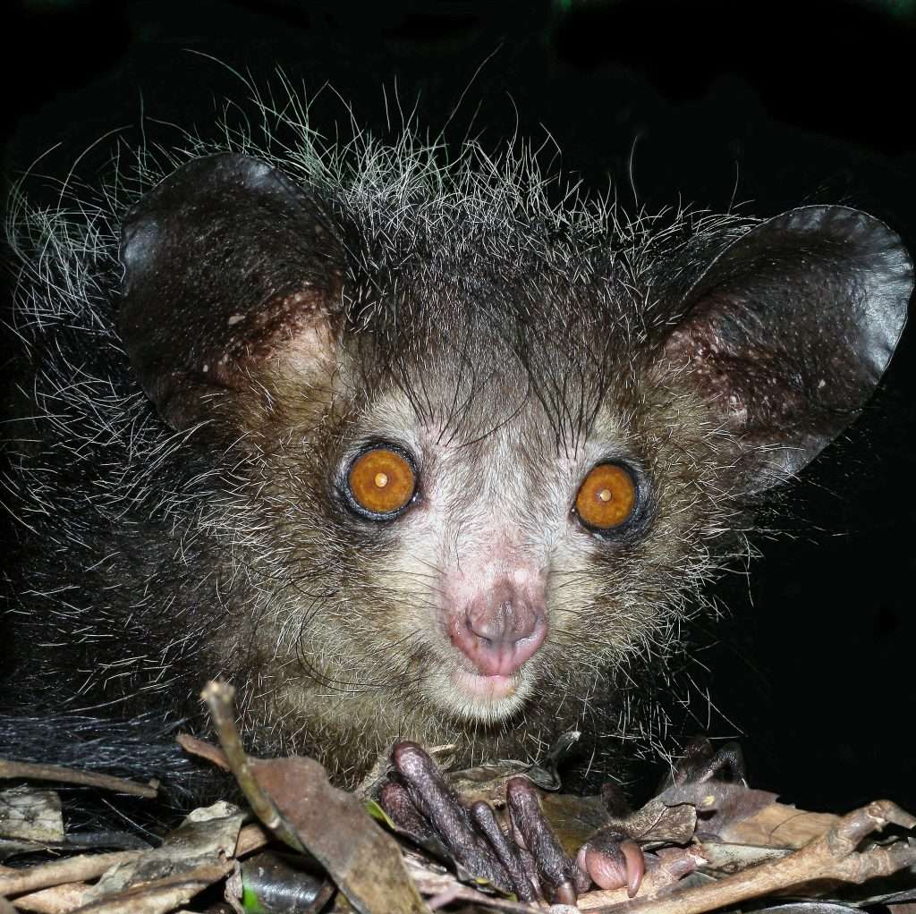 aye aye lemur