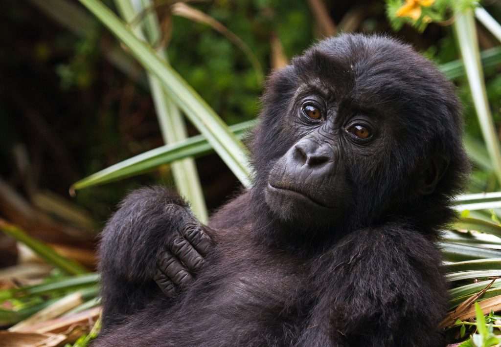 gorilla fun facts