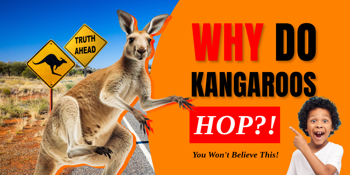 why do kangaroos hop
