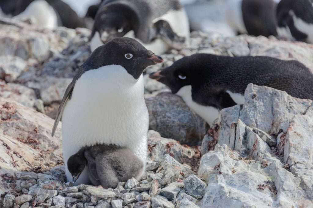 adelie penguin