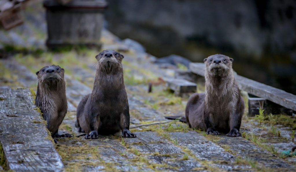 where do otters live