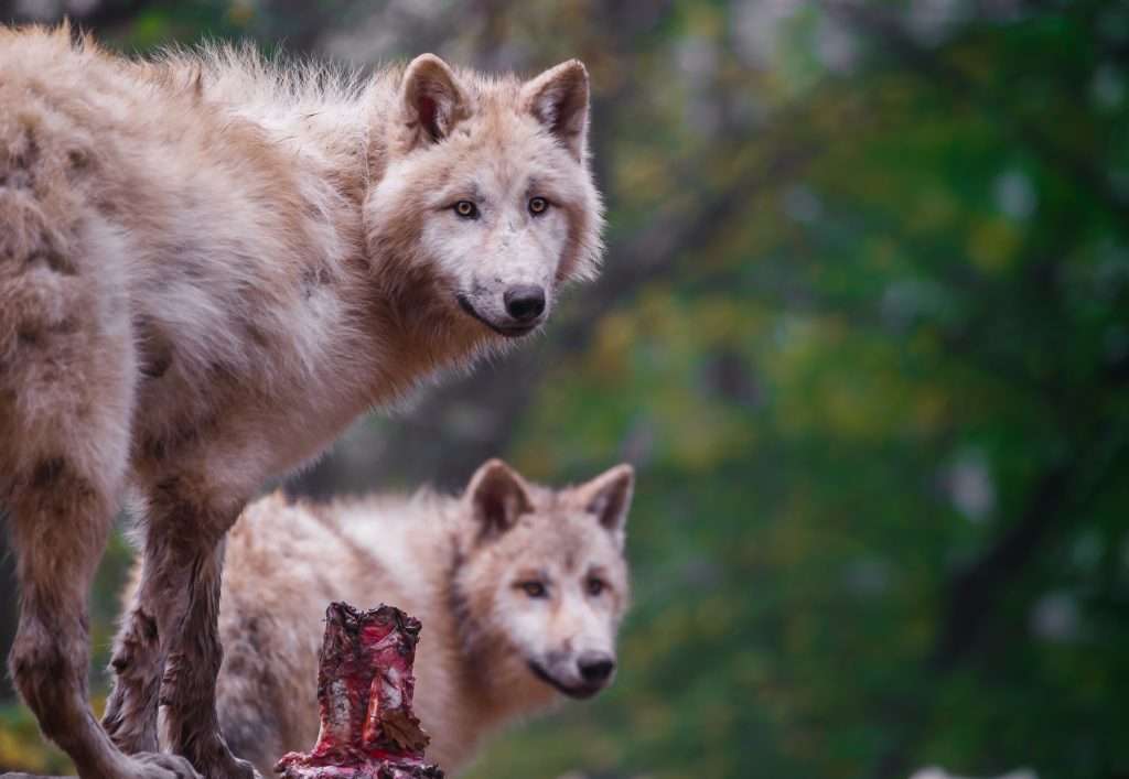 arctic wolf facts
