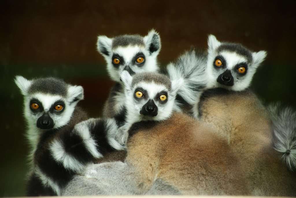 lemur facts for kids