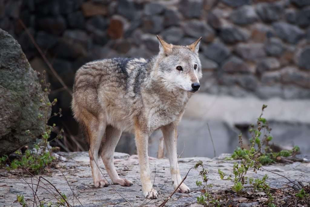 gray wolf facts