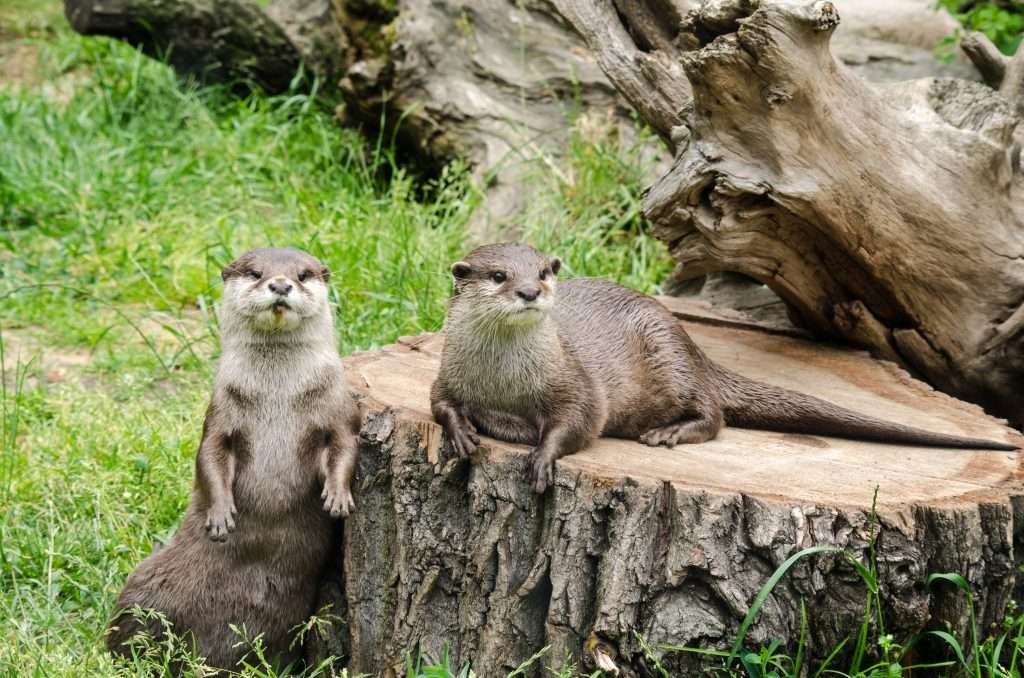 where do otters live in europe
