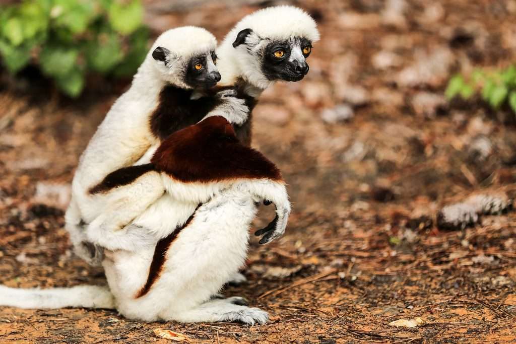 Coquerel's sifaka lemur facts