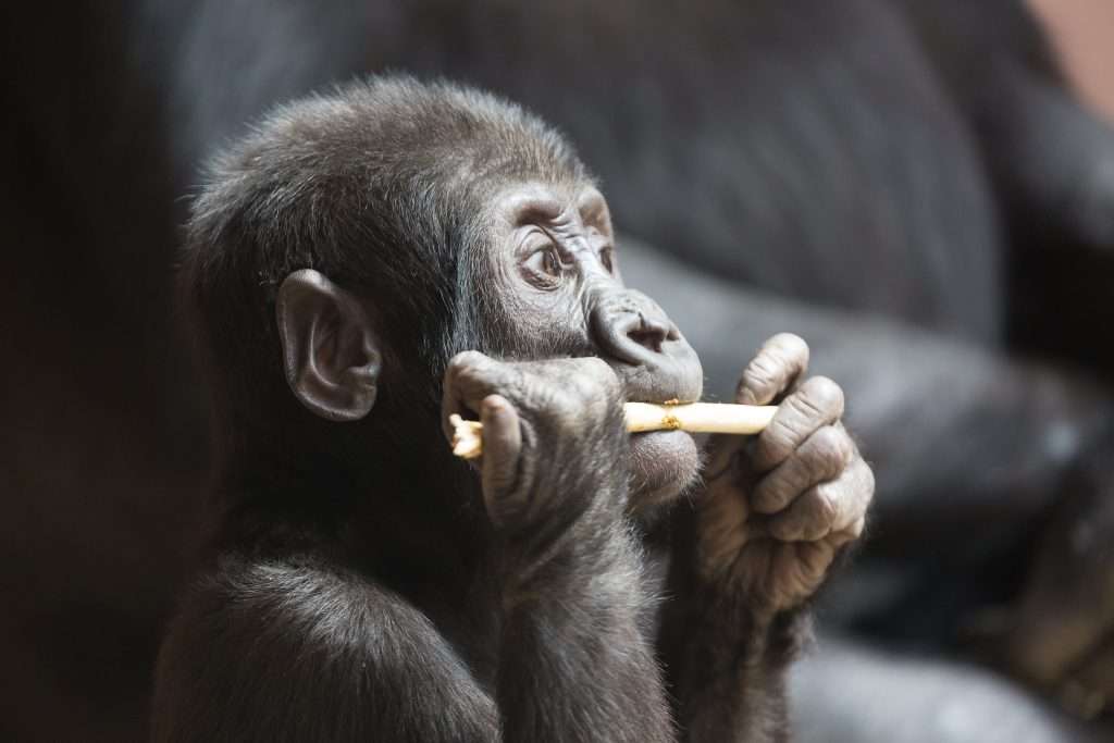 interesting facts about gorillas