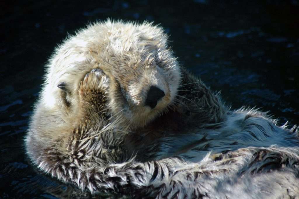 otter conservation