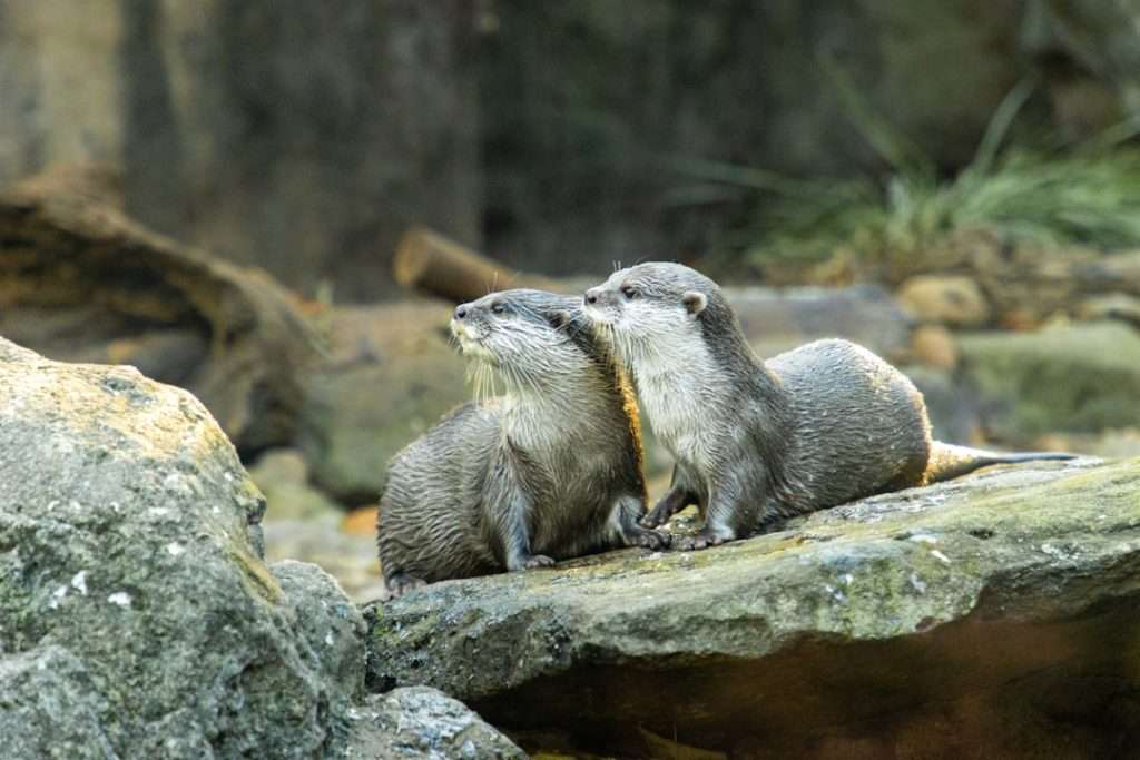 otter habitats