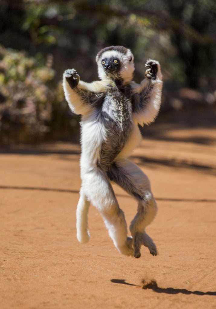 sifaka lemur facts