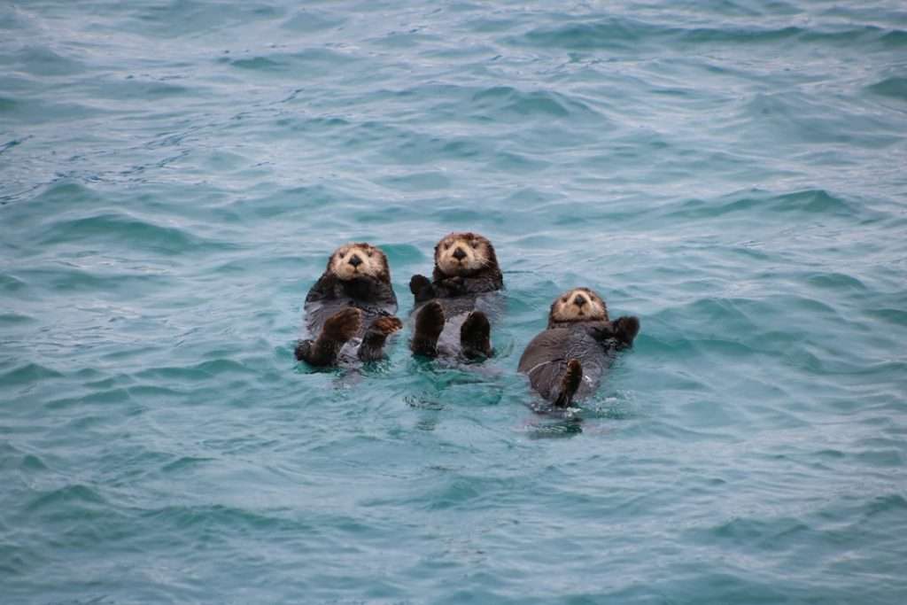 do otters live in antarctica