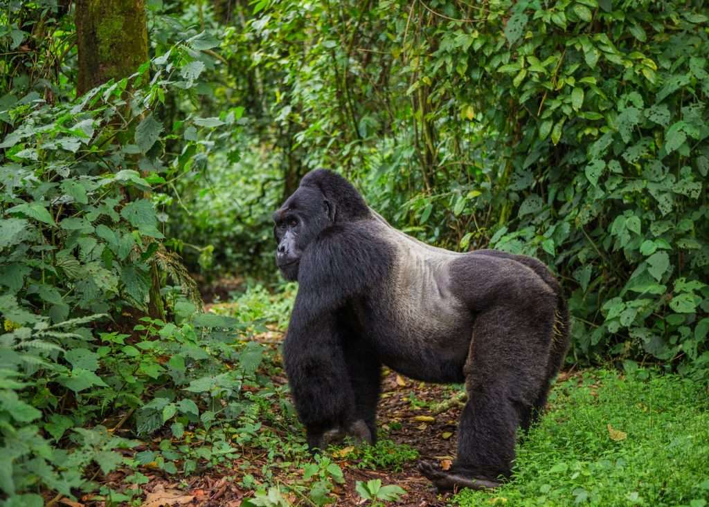 mountain gorilla facts