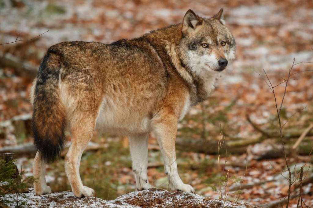 facts about wolfs