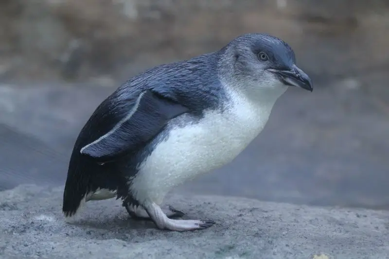 penguin species fairy penguin little blue penguin