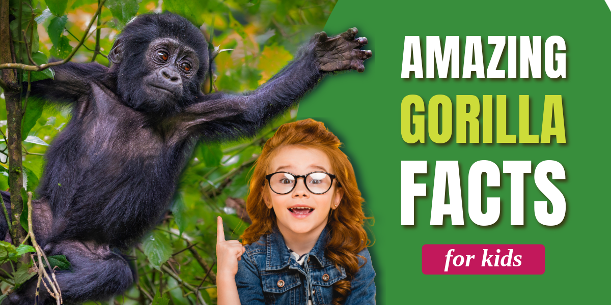 fun facts about gorillas