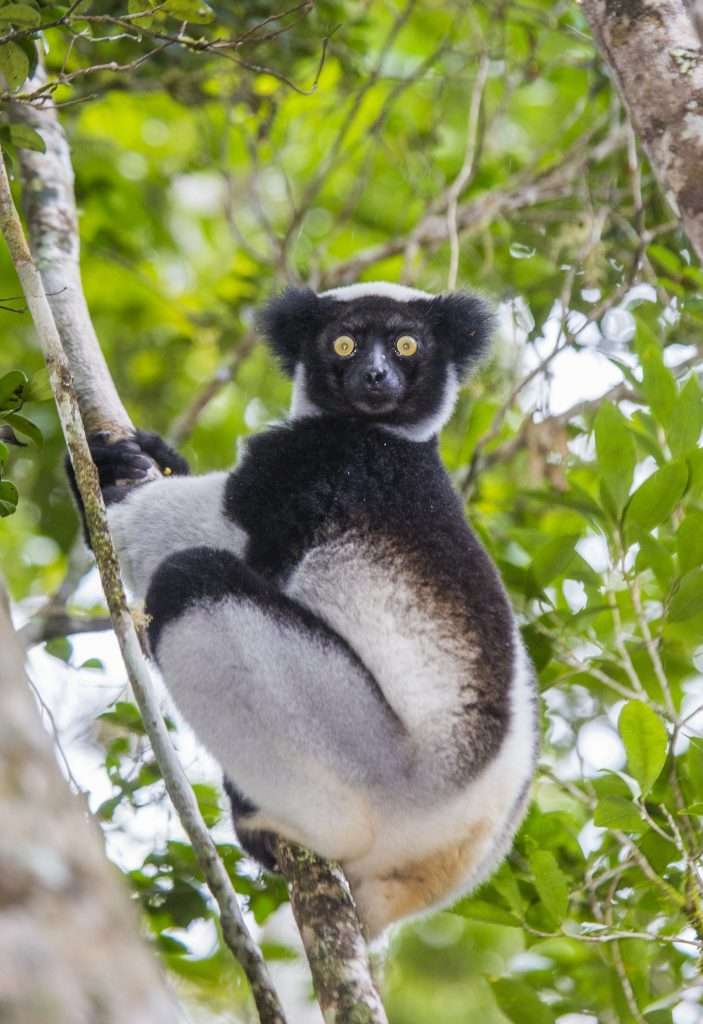 indir lemur facts