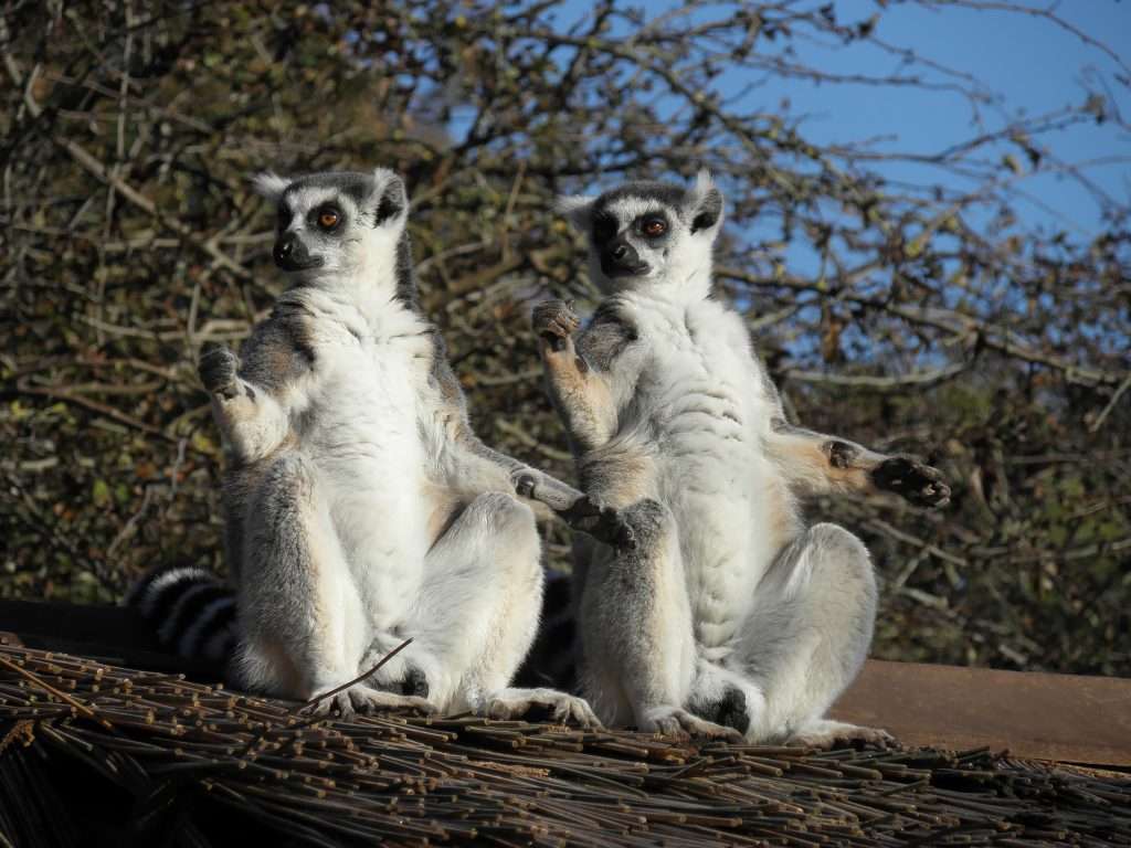 lemurs sunbathing