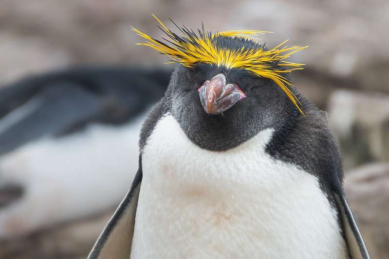 macaroni penguin
