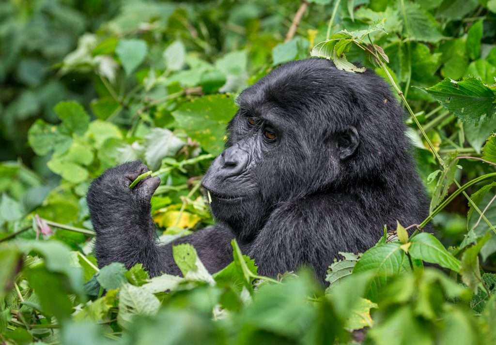 interesting gorilla facts