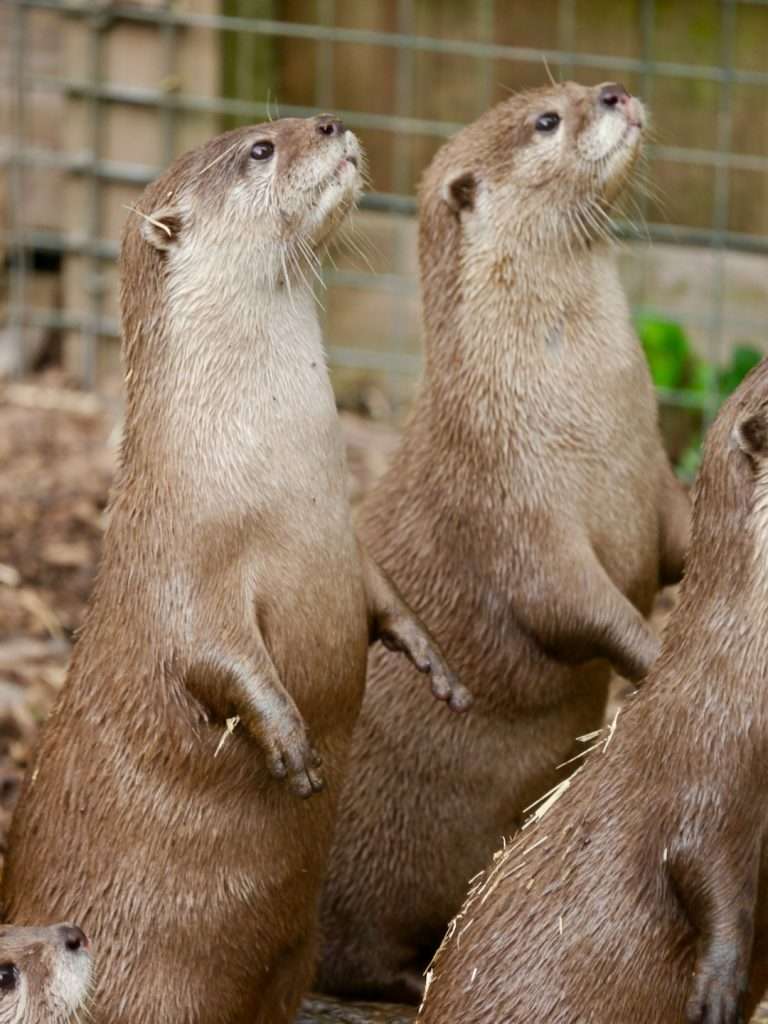 types of otters