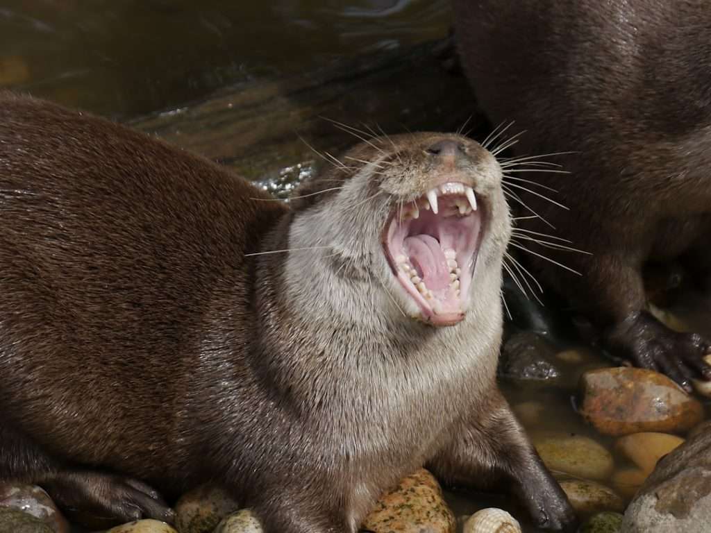 what does an otter's den look like