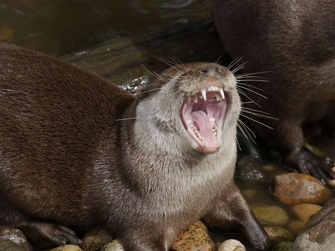 Where Do Otters Live Around The World Bellanova Books where-do-otters-live-around-the-world-bellanova-books