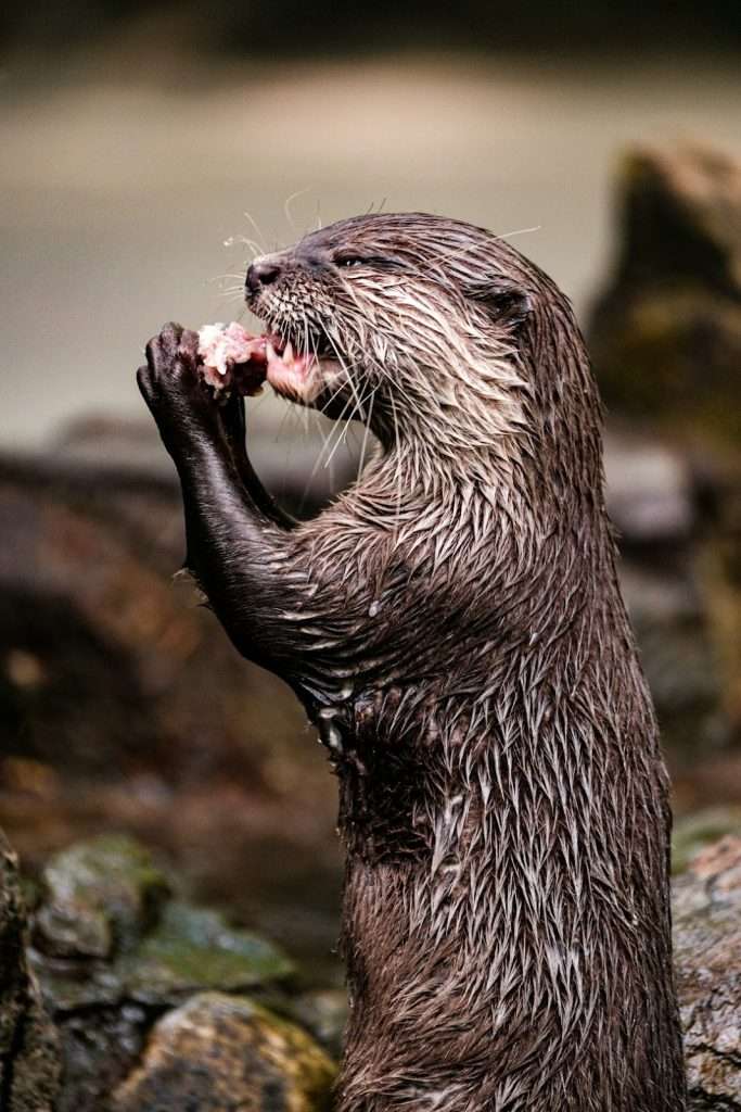 otters in north america