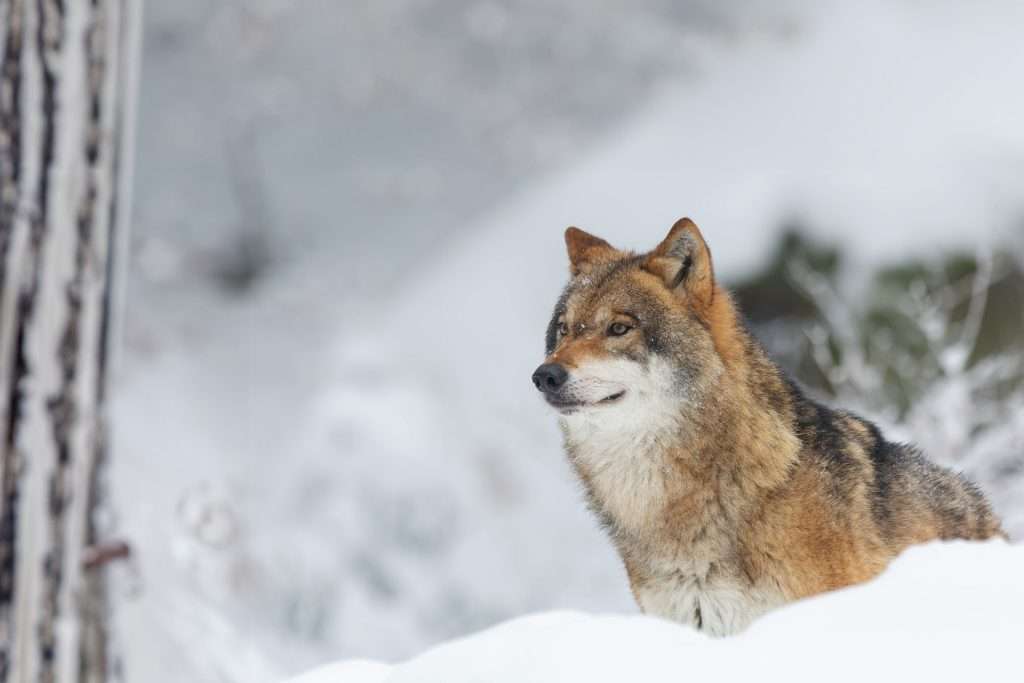 wolf facts for kids