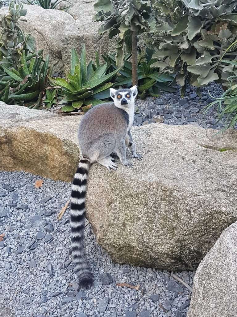 Ring-tailed lemur