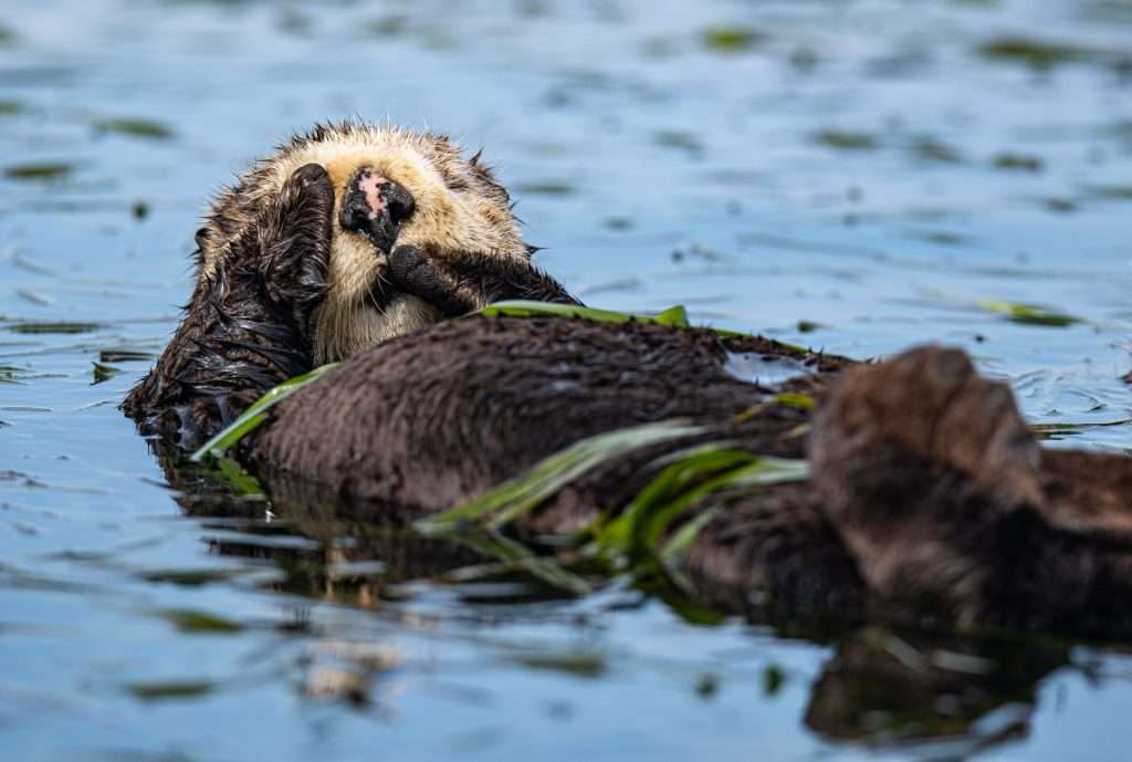 marine otter conservation
