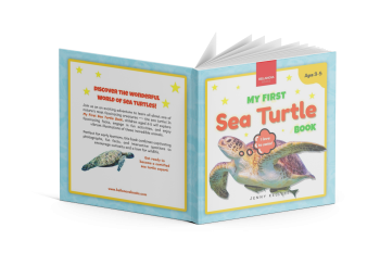 sea turtle toddler book