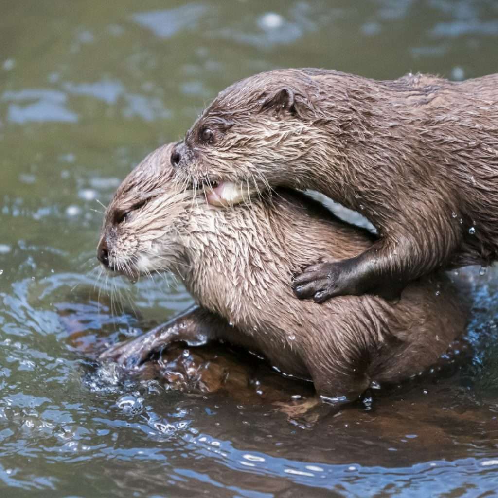 where do river otters live