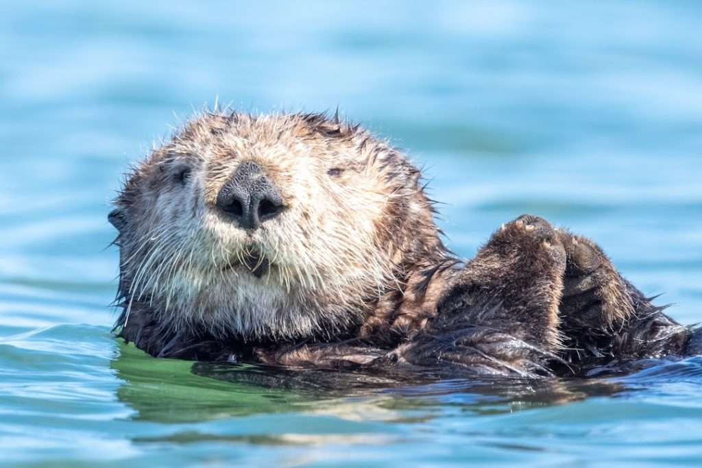where do sea otters live
