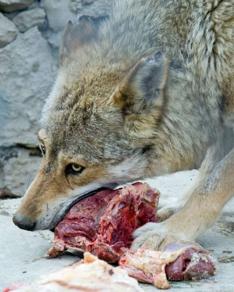 wolf eating meat