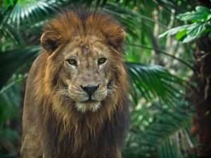 lion facts for kids