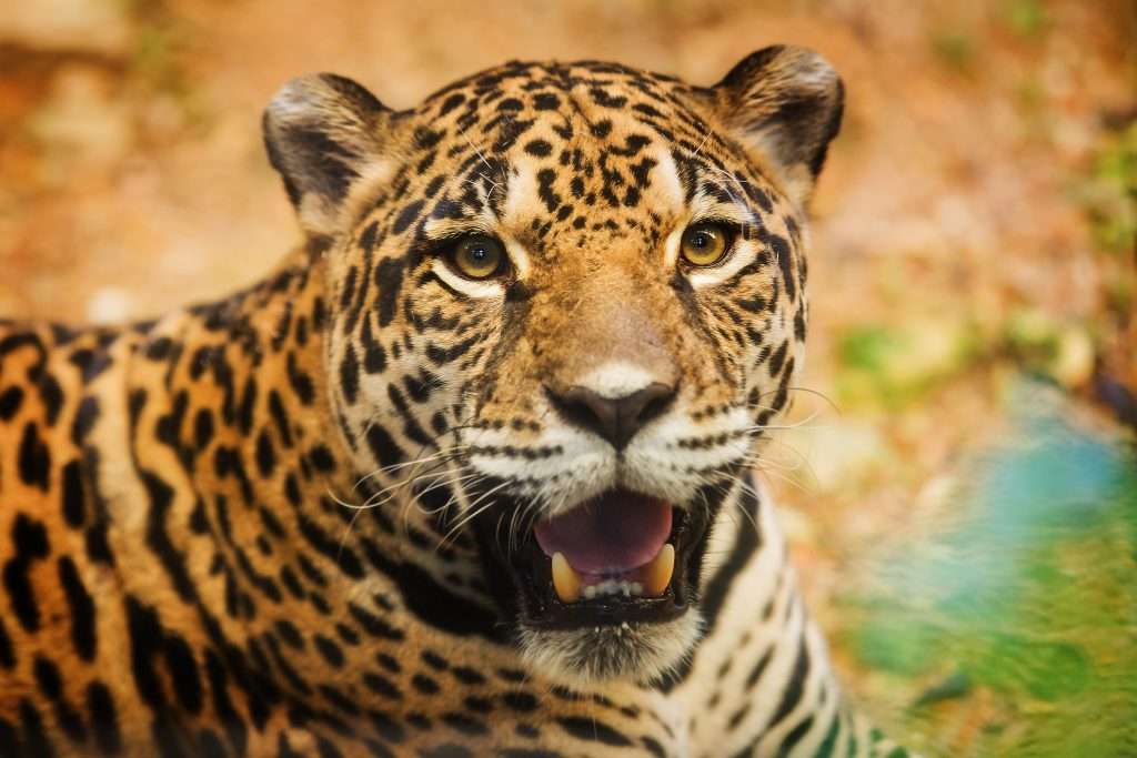 jaguar fun facts