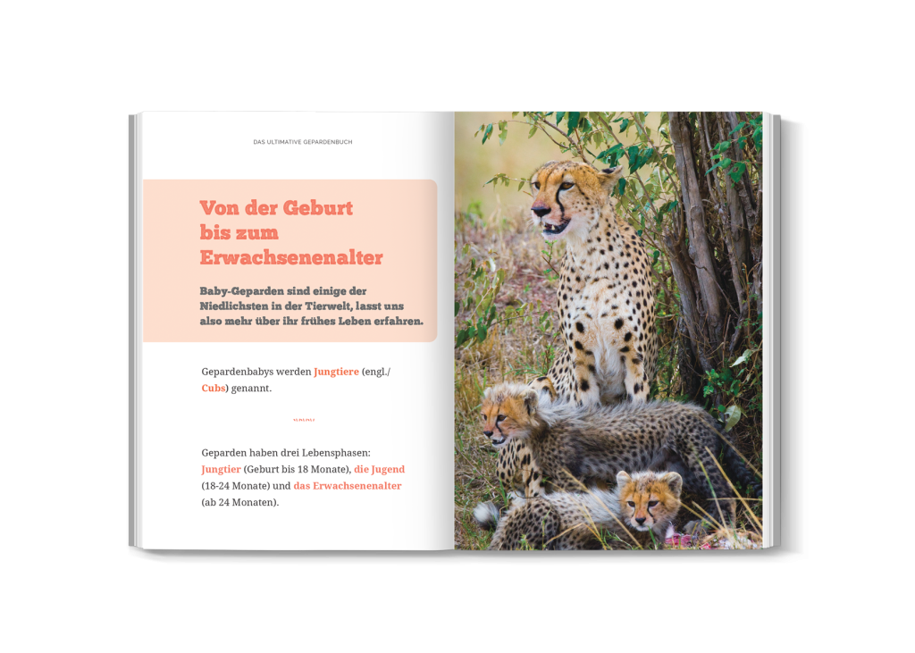 Hochauflösendes Bild von schnellem Geparden im Kinderbuch