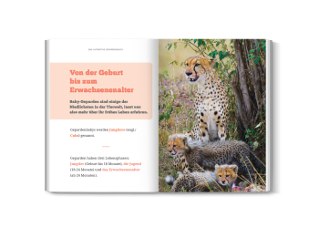Hochauflösendes Bild von schnellem Geparden im Kinderbuch