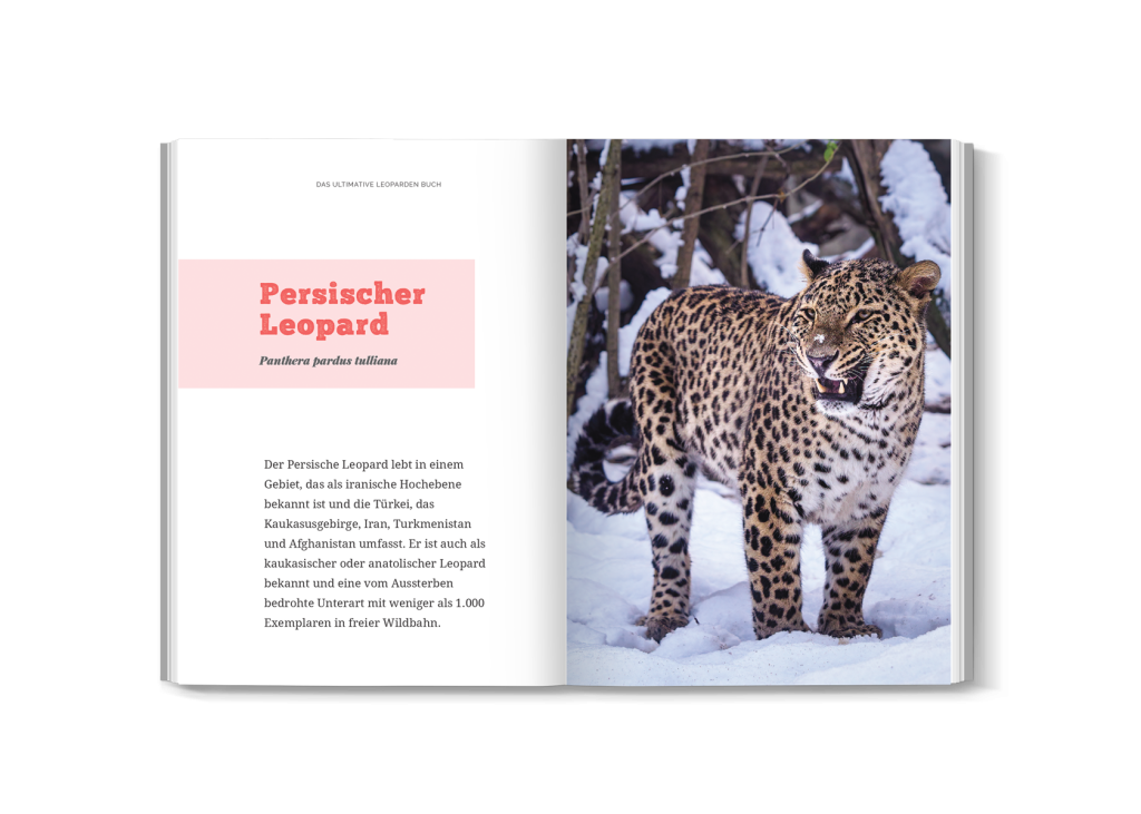 persische leopard