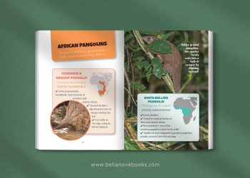 Species guide page featuring different types of pangolins with illustrations and facts.