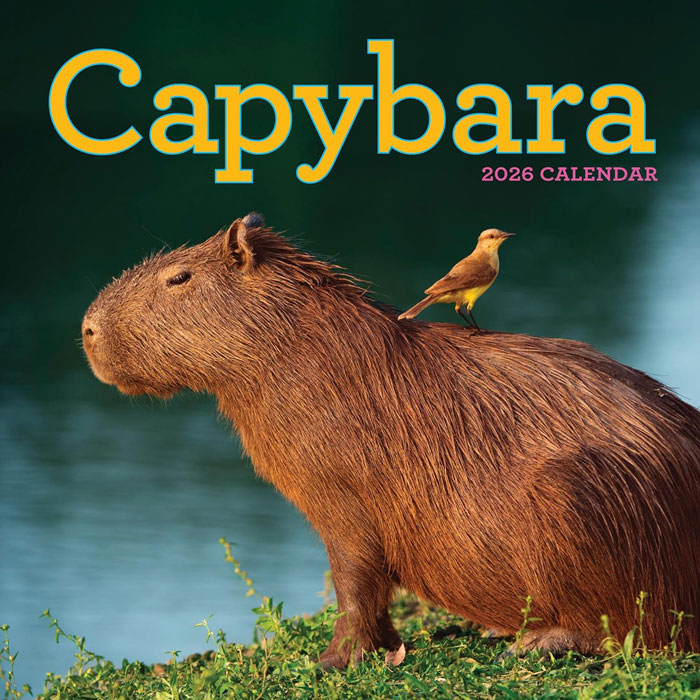 Cover of the Capybara 2026 Wall Calendar featuring a capybara by the water with a bird on its back.