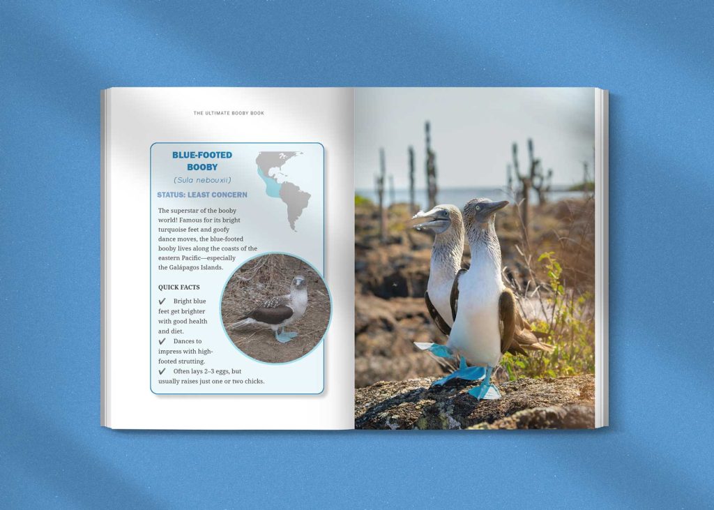 Species guide from The Ultimate Booby Book for Kids showcasing different types of boobies including red-footed and masked boobies.