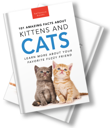 101 Amazing Facts about Kittens & Cats - Image 2