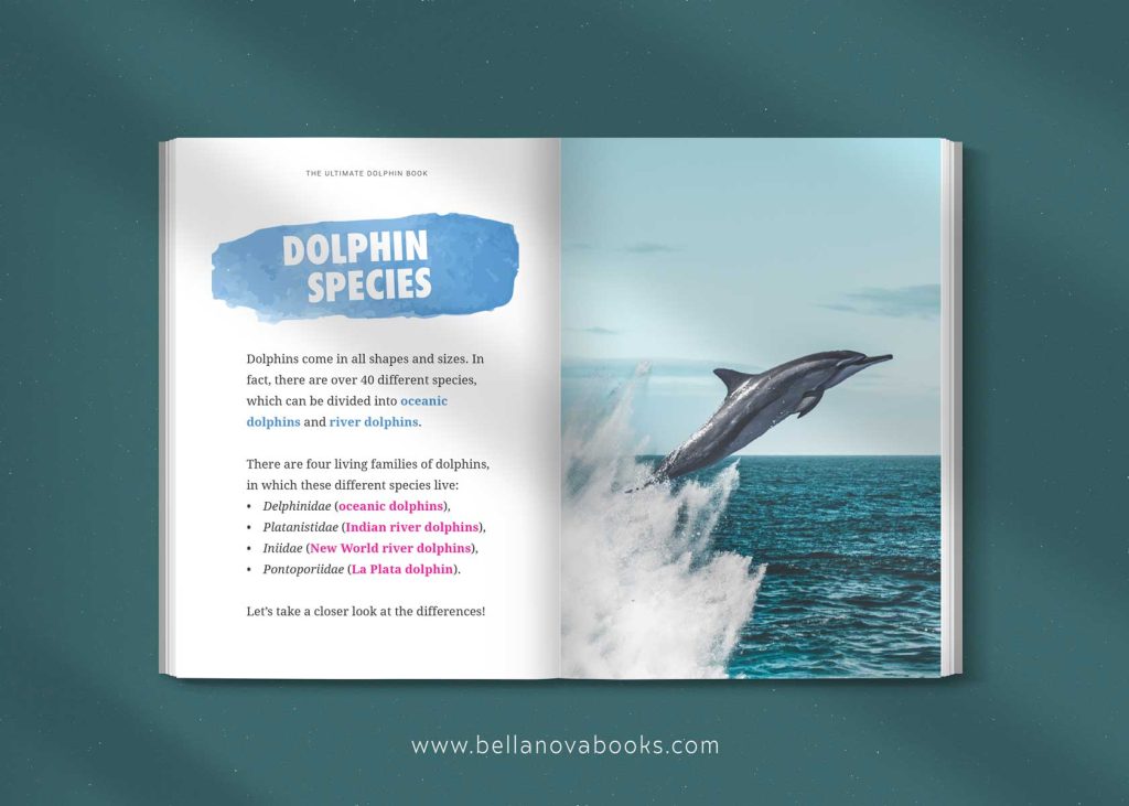 dolphin species guide for kids