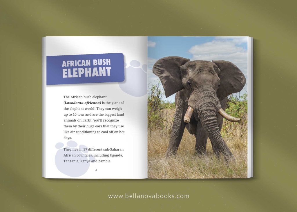 african bush elephant facts
