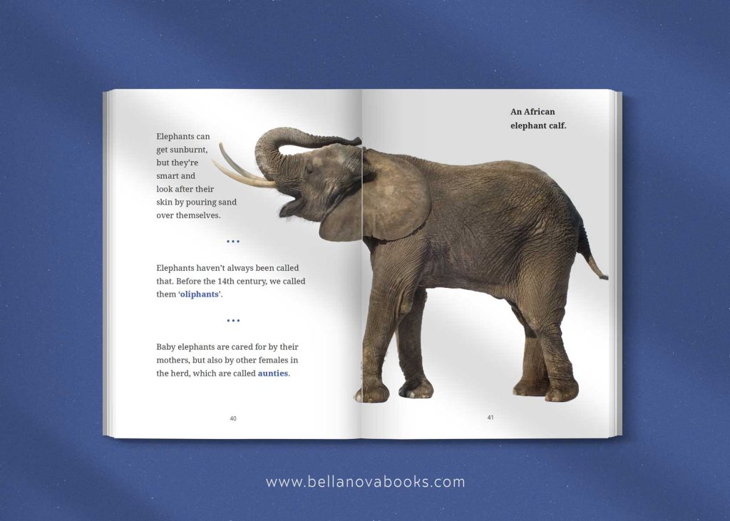 amazing elephant facts for kids