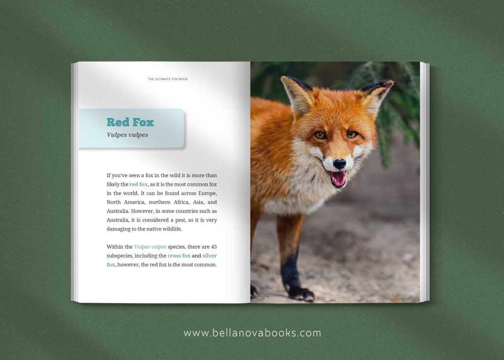 Interior spread showing red fox species profile
